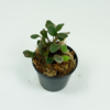 elaphoglossum apodum.png