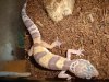 evolucio dels geckos 003 (Small).jpg