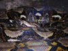 python_reticulatus.jpg