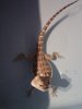 pogona..JPG