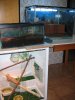 cuarto terrario esta redu 2.JPG