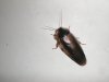 roaches%20008.jpg