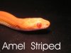 Amel striped ojo.jpg