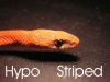 Hypo striped ojo.jpg