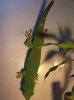 Phelsuma.JPG