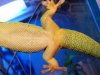 Phelsuma2.JPG
