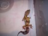 geckos 008.jpg