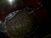 tortuga2.jpg