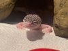 Gecko 1.jpeg
