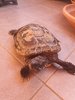 tortuga.jpg
