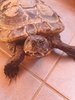 tortuga3.jpg