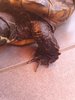 tortuga4.jpg