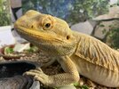pogona1.jpg
