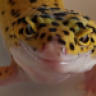 migeckoleopardo