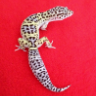 Patxi_gecko