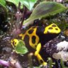 Dendrobates88