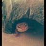 geckotange