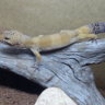 Gecko73