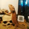 IraitzPogona