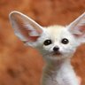 Ninetaled_fennec_fox