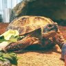 russiantortoise