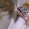 LeoMiGecko
