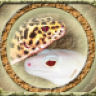 Gecko_X