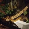 kike_pythons