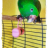 Eclectus-Mango