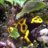 Dendrobates88