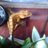 Gecko_ciliatus