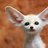 Ninetaled_fennec_fox