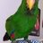 María eclectus