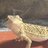 Reptilofilia