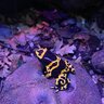Se ceden dendrobates azureus y leucomelas