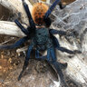 Vendo Chromatopelma cyanopubescens macho para cria