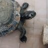 Buscamos hogar para esta tortuga( Alicante)