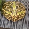 Ceratoprys cranwelli (rana pacman)