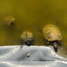 Cedo 3 tortugas de agua