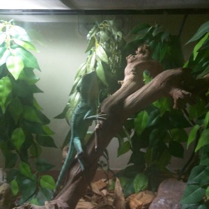 Mi basiliscus plumifrons
