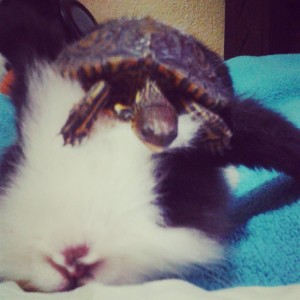 Rhinoclemmys pulcherrima manni costa rica