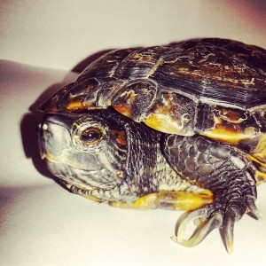 Trachemys scripta elegans