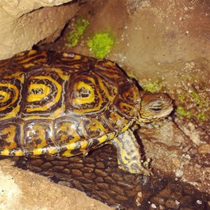 Rhinoclemmys pulcherrima manni yTrachemys scripta elegans juntas