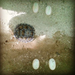 Huevos de Rhinoclemmys pulcherrima manni