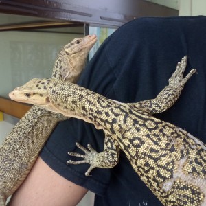 Varanus Melinus