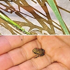 Ranas y sapos Alicante