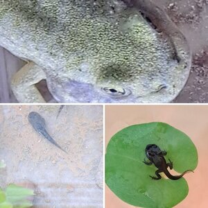 Renacuajos de ranas y sapos
