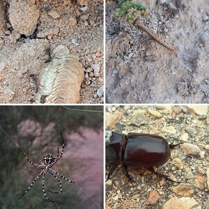 Insectos y arácnidos