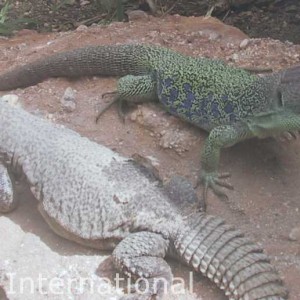 Agama Internation­al