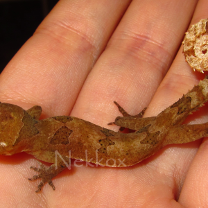 Cyrtodactyl­us elok